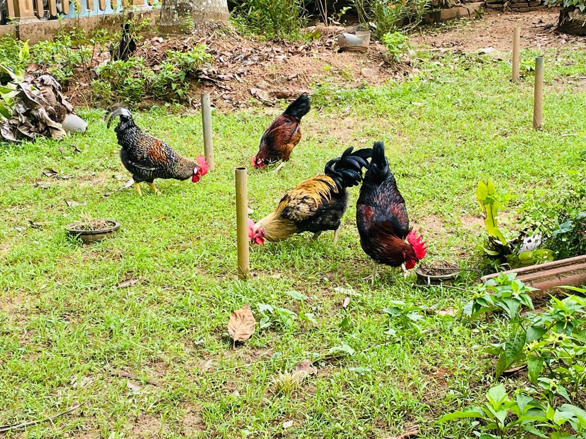 Unique Villa Kandy Dış mekan fotoğraf